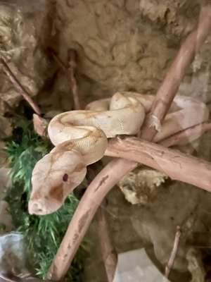 Boa Imperator Albino Männlich 