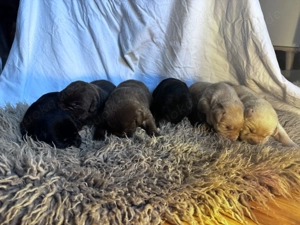 Labrador Welpen zu verkaufen  Bild 2