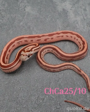 Kornnatter Terrazzo Nz.7 2025