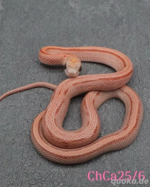 Kornnatter Terrazzo 0.2 Nz.7 25