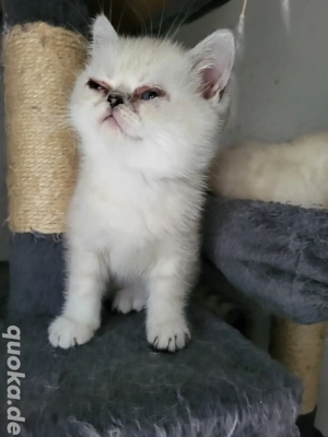 Kätzchen zur Adoption 