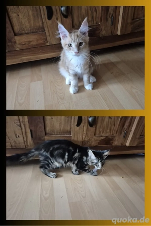 reinrassige und menschenbezogene Maine Coon Kitten