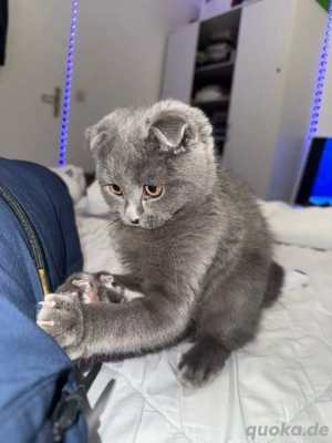 Britisch Kurzhaar Kater   2 monate   geimpft !  