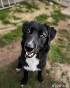 Hundeherz sucht Lieblingsmensch 