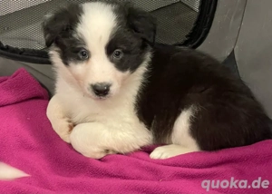 Australian Shepherd x Border Collie Welpen