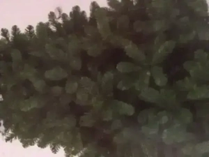 Weihnachtsbaum 'Imerial Pine* 180 CM  **Neu**