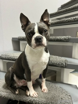 Wurfankündigung in 11 Tagen