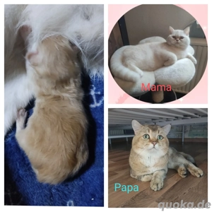 BKH Kitten mit Mama und Zubehör 