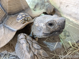 Spornschildkröten - Centrochelys Sulcata - Jungtiere Sommer 2025
