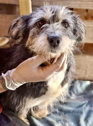 Lilly - zuckersüße Strubbelmaus