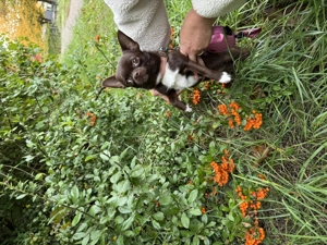  Chihuahua-Welpe zu verkaufen