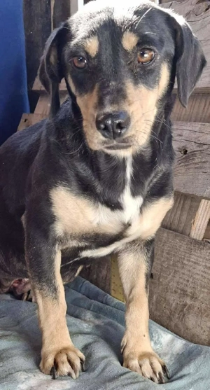 Kleine Fee   zauberhaftes Wesen