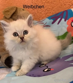 Neva Maquarade Persamix