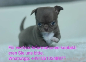 Reinrassig Chihuahua Welpen , liebevoll aufgezogen