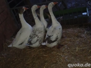 verkaufe Enten und Gänse 