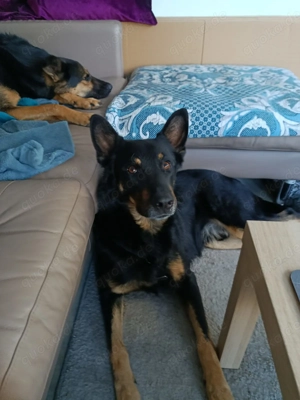 Jafar sportlicher Hund mit großem   