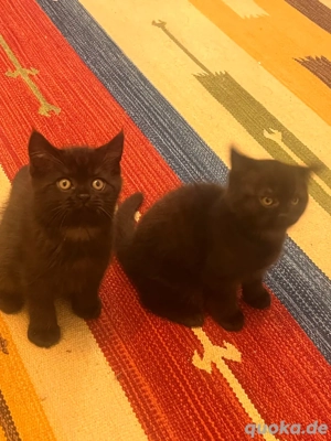 Die Schönheit von schwarzen Katzen mit langem Fell    