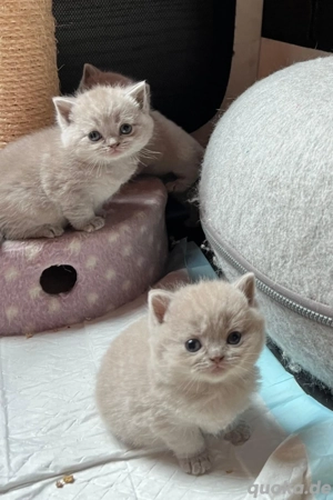Britisch kurzhaar kitten BKH  Bild 2