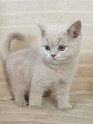 Britisch kurzhaar kitten BKH 