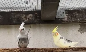 Junge Nymphensittiche + Weißkopfnymphensittichee abzugeben 