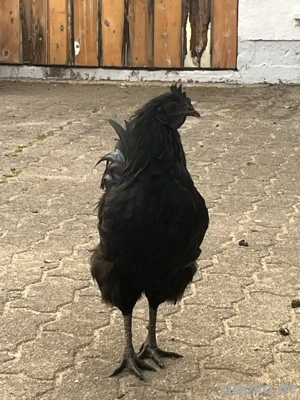 Ayam Cemani Hahn