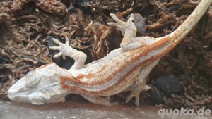 0,0,1 Rhacodactylus Auriculatus DNZ  Höckerkopfgecko