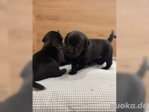 Reinrassige Labrador Welpen