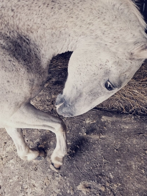 reit fahrpferd sucht Bild 2