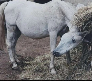 reit fahrpferd sucht Bild 3