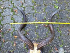 Großes Geweih Bild 3
