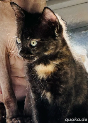   Wunderschönes Sphinx-Mix Kätzchen  Kira  sucht ihr Zuhause 