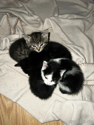 Schwarz weißes Kitten