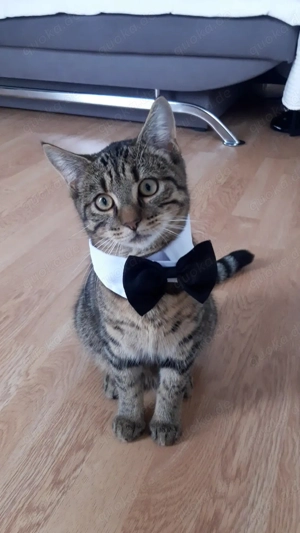 NOTFALL Katerchen 6 Monate Alt