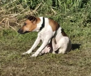 Dodo, PS in Ungarn, eine liebevolle, verspielte Mama mit einem offenen, freundlichen Wesen. Bild 4