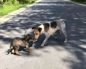 Dodo, PS in Ungarn, eine liebevolle, verspielte Mama mit einem offenen, freundlichen Wesen. Bild 5