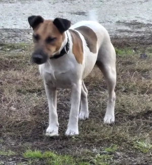 Dodo, PS in Ungarn, eine liebevolle, verspielte Mama mit einem offenen, freundlichen Wesen.