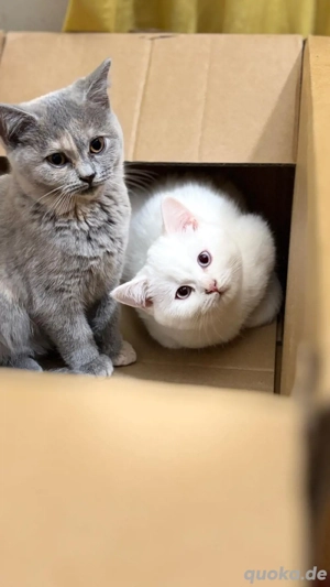 BKH Kitten grau noch verfügbar 