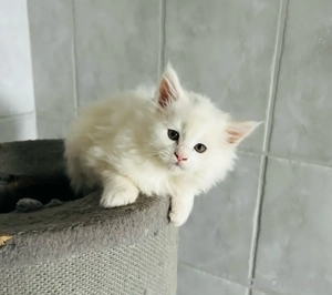 Main Coon Kitten 