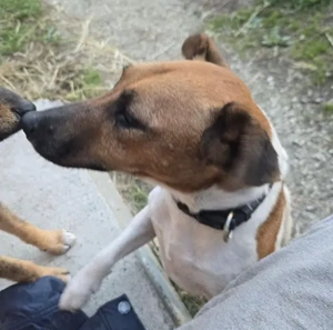 Dodo, PS in Ungarn, eine liebevolle, verspielte Mama mit einem offenen, freundlichen Wesen. Bild 2