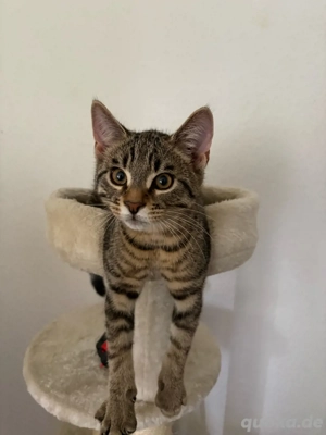 5 Monate alte Katze sucht liebevolles Zuhause