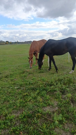 2 englische Vollblüter als beistellpferde