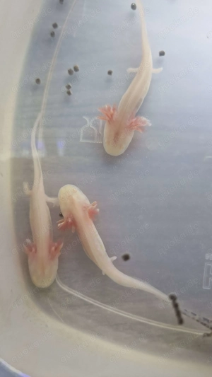 Axolotl Nachzuchten - ca. 14 cm Bild 2