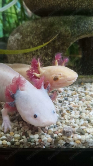 Axolotl Nachzuchten - ca. 14 cm Bild 3