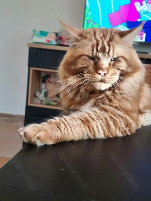 Main Coon XL Deckkater 