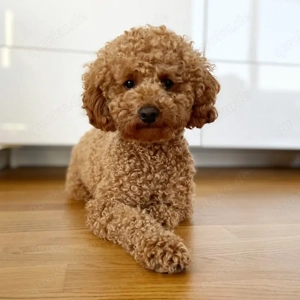 Wir suchen einen Familienhund - bevorzugt Zwerg- oder Toypudel