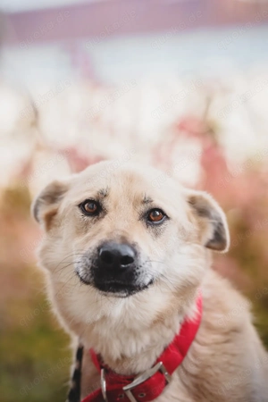 Skye treue seele sucht ....