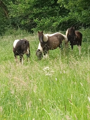 Lewitzer Scheck Hengst prämiert