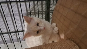 Siam Mischlinge von Mai 25