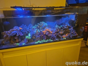 Meerwasser - Aquarium Auflösung 
