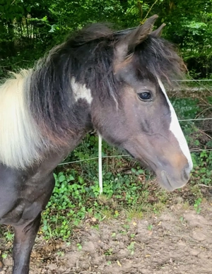Lewitzer Scheck Hengst reinerbig 